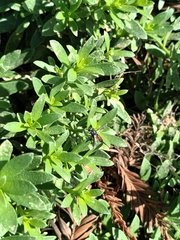 Cylindromyia intermedia