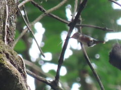 Calliphlox amethystina