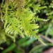 Fern-leaved Hook-Moss - Photo (c) Thomas Guggemoos, some rights reserved (CC BY-NC), uploaded by Thomas Guggemoos