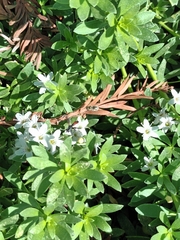 Cylindromyia intermedia