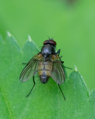 Thricops semicinereus