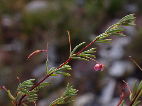 Image of Indigofera filicaulis by (c) Ren Hoekstra, some rights reserved (CC BY)