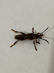 Acyphoderes aurulenta