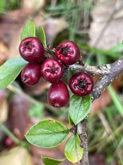 Cotoneaster horizontalis