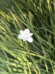 Dietes