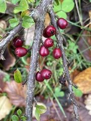 Cotoneaster horizontalis
