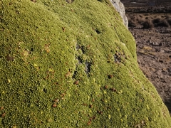 Azorella compacta