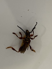 Acyphoderes aurulenta