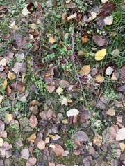 Cotoneaster horizontalis