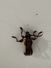 Acyphoderes aurulenta