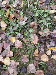 Cotoneaster horizontalis