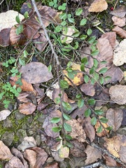 Cotoneaster horizontalis