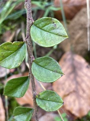 Cotoneaster horizontalis