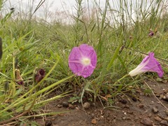 Ipomoea hartwegii