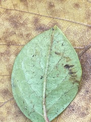 Cotoneaster horizontalis