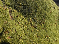 Azorella compacta