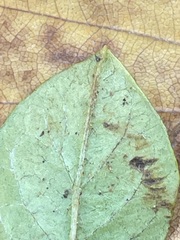 Cotoneaster horizontalis