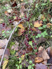 Cotoneaster horizontalis