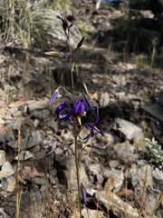 Conanthera bifolia