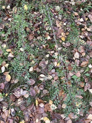 Cotoneaster horizontalis