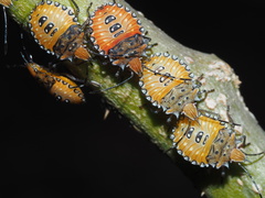 Arvelius albopunctatus