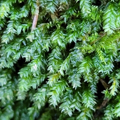 Plagiothecium nemorale