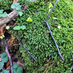 Plagiothecium nemorale