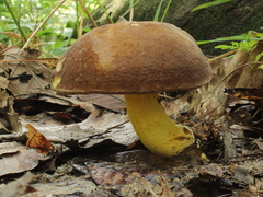Boletus auripes