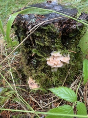 Merulius tremellosus