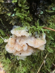 Merulius tremellosus