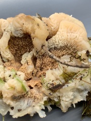 Merulius tremellosus