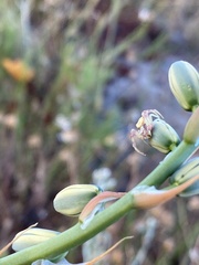 Thomisus citrinellus