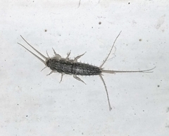 Ctenolepisma