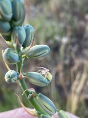 Thomisus citrinellus