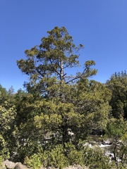 Austrocedrus chilensis