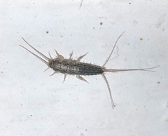 Ctenolepisma