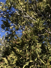 Austrocedrus chilensis