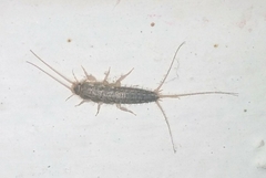 Ctenolepisma