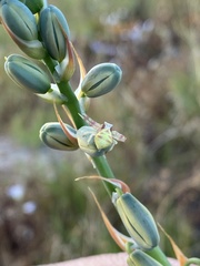 Thomisus citrinellus