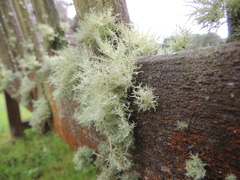 Usnea florida
