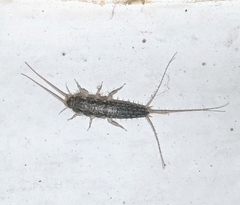 Ctenolepisma