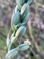 Thomisus citrinellus