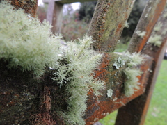 Usnea florida