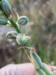 Thomisus citrinellus