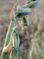 Thomisus citrinellus