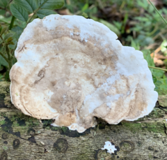 Trametes aesculi