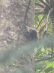 Prosciurillus rosenbergii