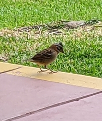 Zonotrichia capensis