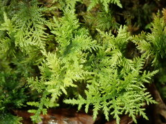 Thuidium