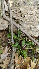 Asplenium ceterach image